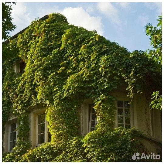 Древогубец - лиана