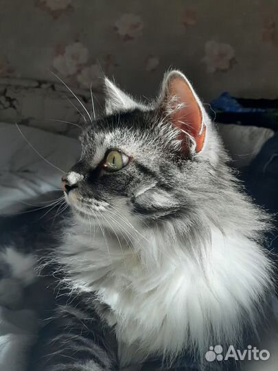 Тиша в поисках дома