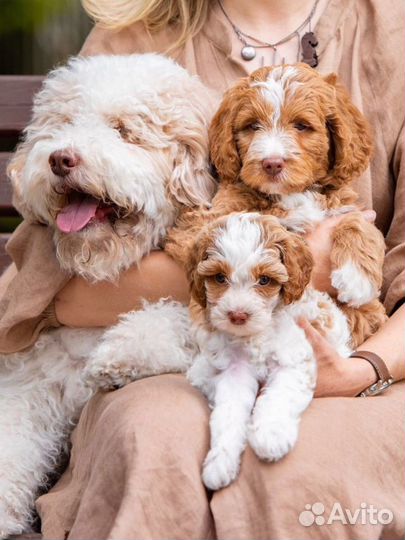 Лабрадудль (Australian Labradoodle)