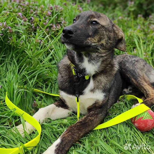 Щенок 7 месяцев ищет дом