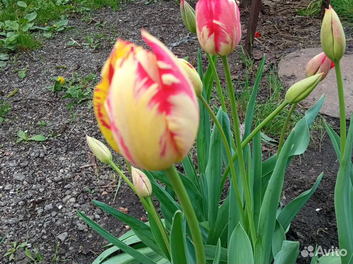 Тюльпаны срезка