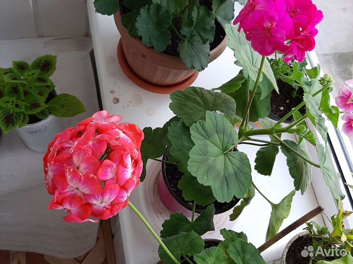 Пеларгония герань, колеусы