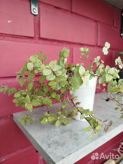 Каллизии Gold и Pink lady