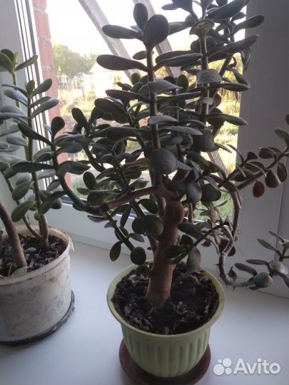Цветок денежное дерево