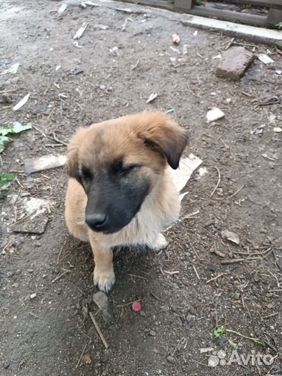 Щенки в добрые руки