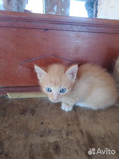 Отдам котенка в добрые руки