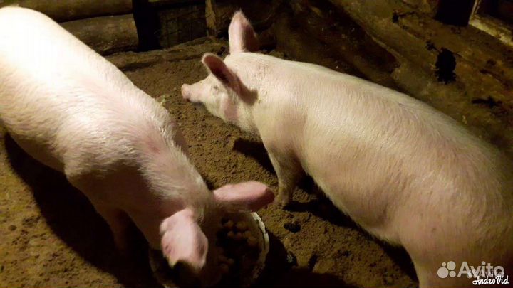 Поросенок ландрас