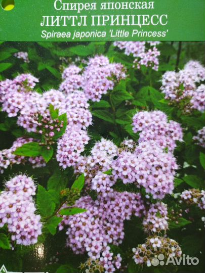 Спирея японская