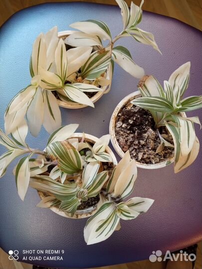 Традесканция Альба кустовая