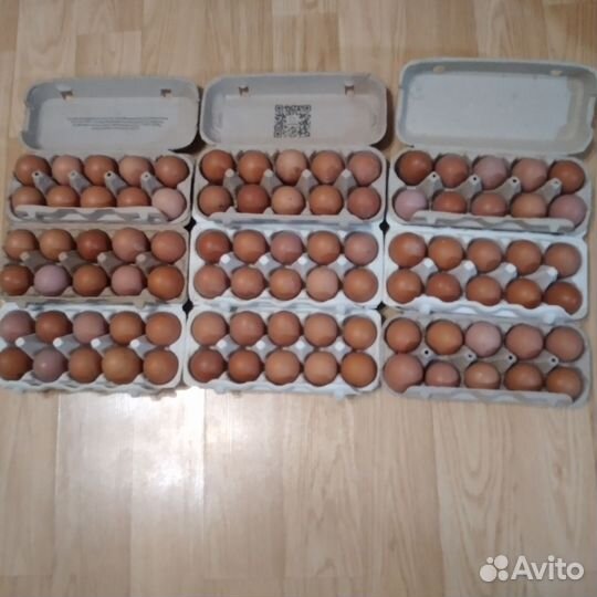 Домашние куриные яйца