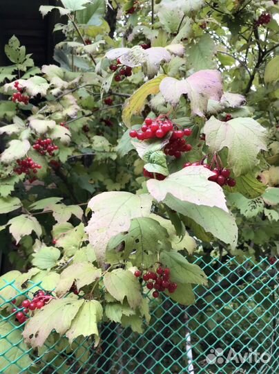 Калина ягоды, с доставкой