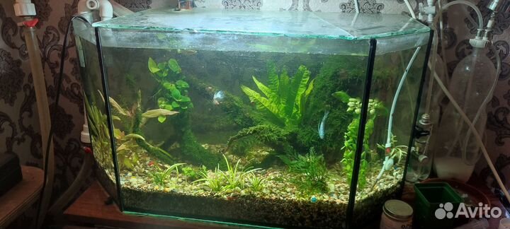 Цветы и аквариумные растения