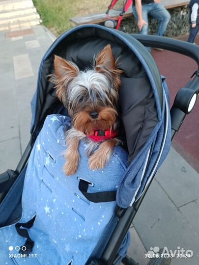 Йоркширский терьер мини щенок