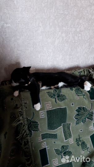 Отдам кошечку