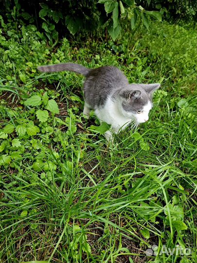 Котик в добрые руки