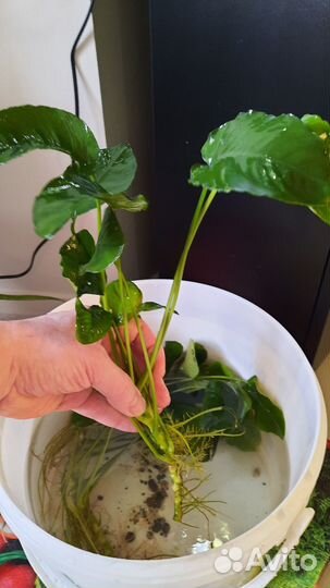 Растения для аквариума