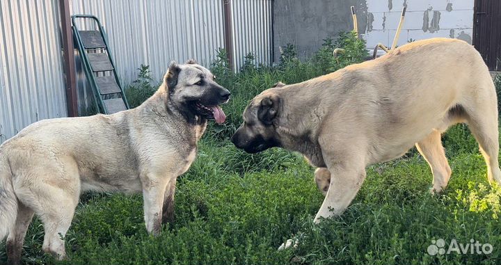 Гампры Аборигенные Оригинальные-Щенки Эксклюзив