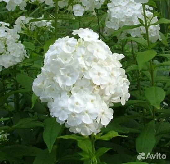 Ирисы, флоксы