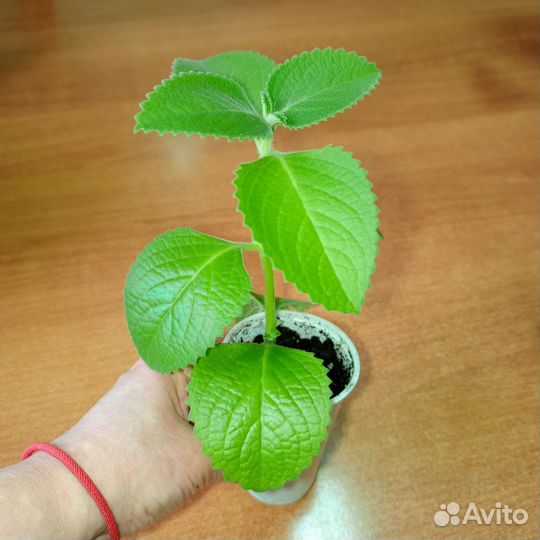 Мята домашняя (плектрантус)