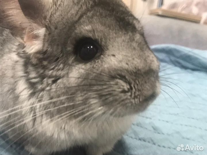 Шиншилла с клеткой