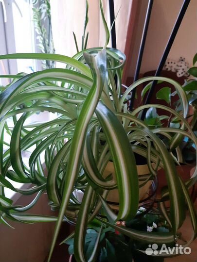 Хлорофитум кудрявый