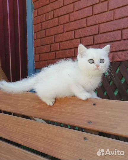 Серебристые шиншиллята