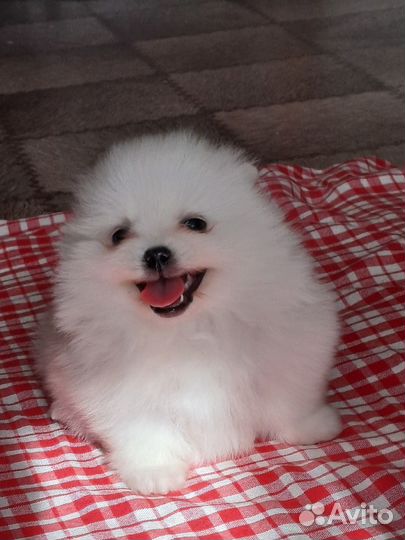 Немецкий шпиц девочка