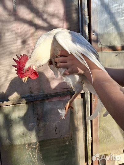 Молодые петухи