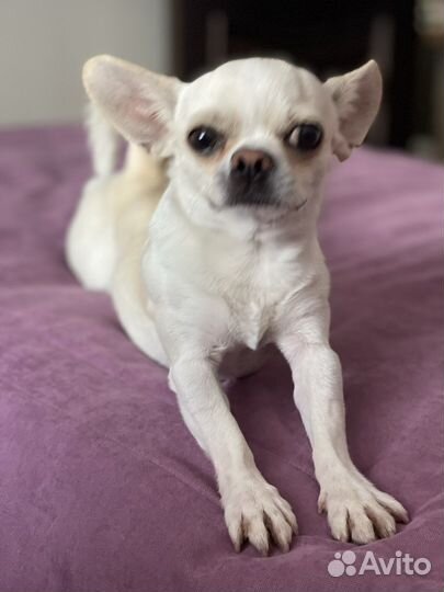 Вязка Чихуахуа мини