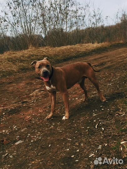 Питбуль вязка