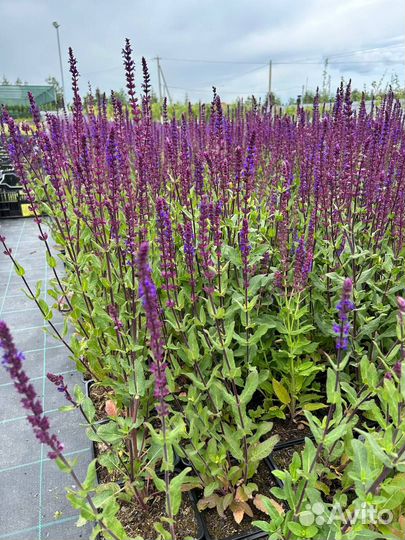 Многолетние цветы для сада