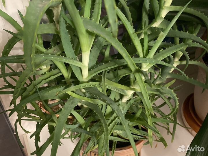 Алоэ лечебный