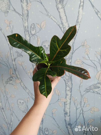 Кодиеум Кротон