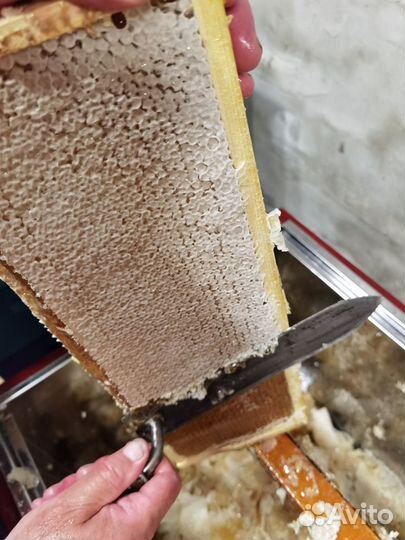 Мед луговой и гречишный урожай 2023 года