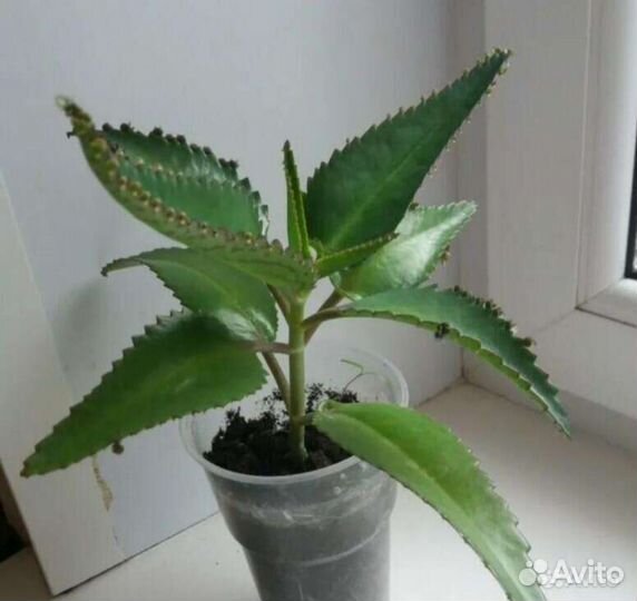 Каланхоэ лечебное