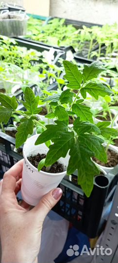 Рассада помидор томатов