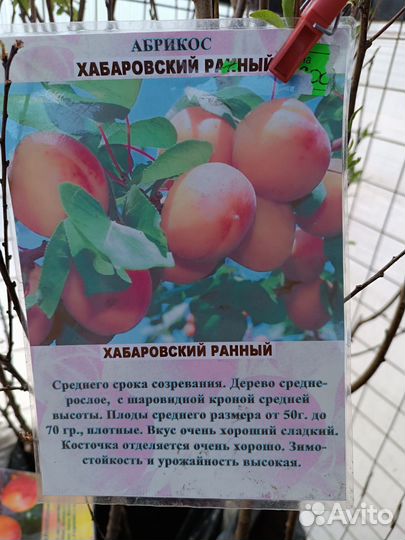 Саженцы абрикос