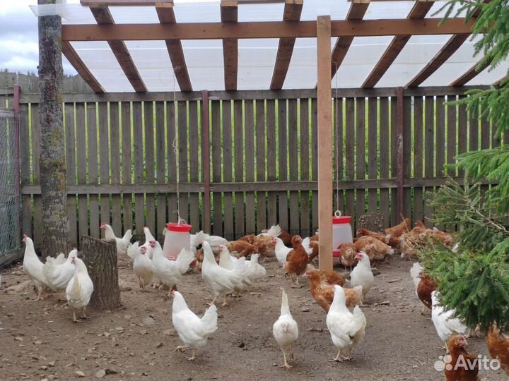 Бройлер, утёнок, несушкка