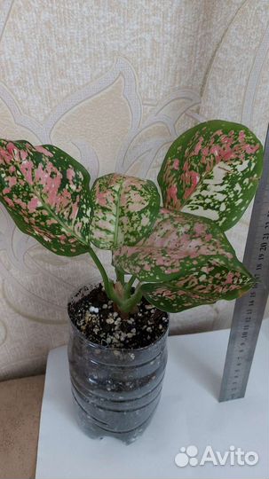 Аглаонема триколор