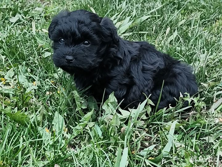 Маленькая собака