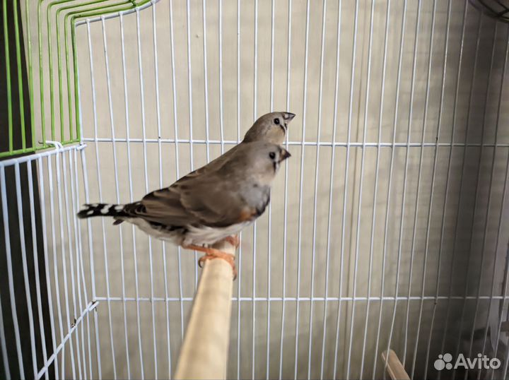 Амадины