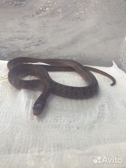 Узорчатый полоз