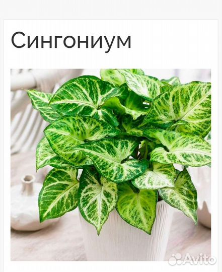 Сингониум