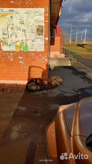 Собака в добрые руки