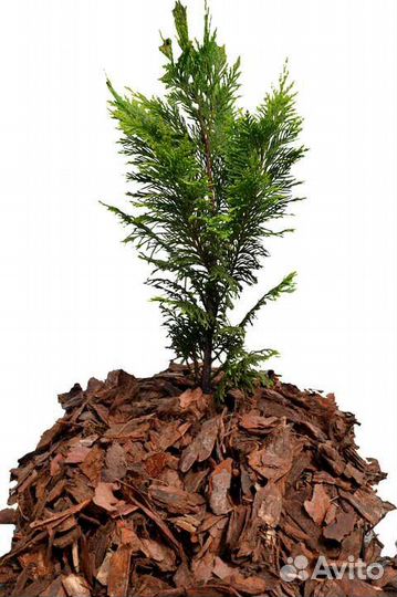 Кора сосны мульча, грунт для хвойных