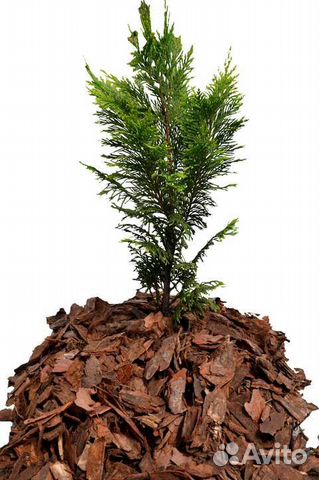 Кора сосны мульча, грунт для хвойных