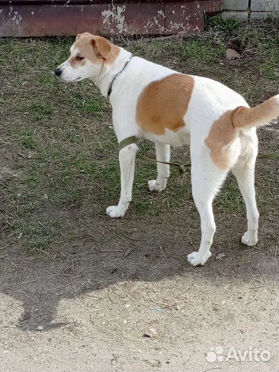 Дейзи стерилизованная в добрые руки