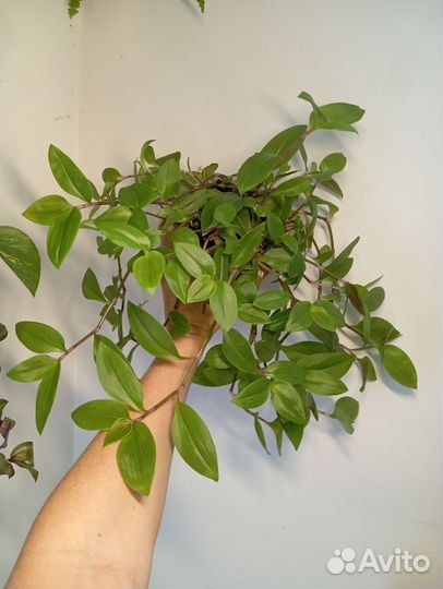 Традесканции