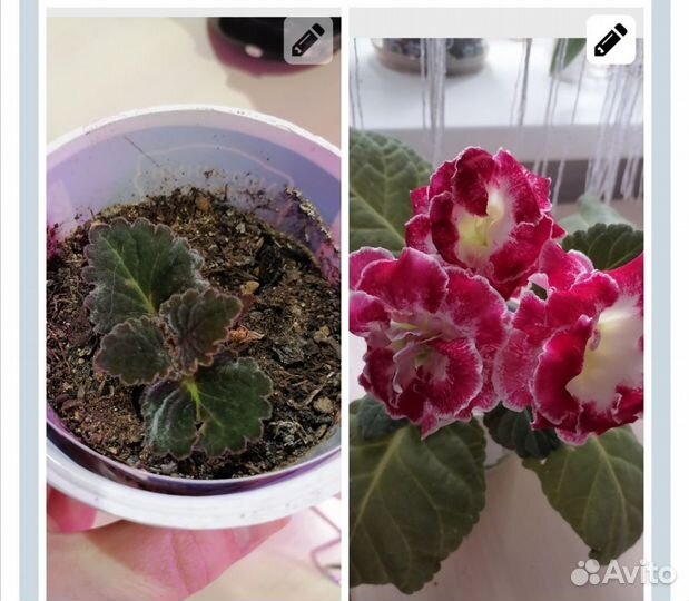 Глоксиния махровая