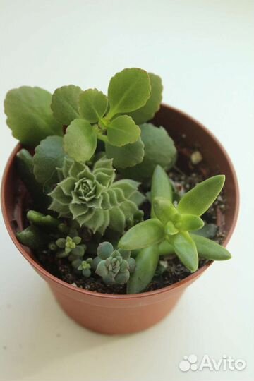 Мини садики суккулентов